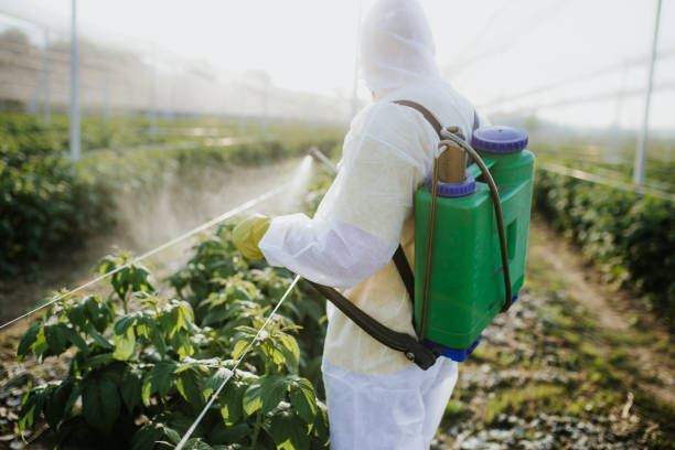 Best Wasp Removal Services  in Homer, IL